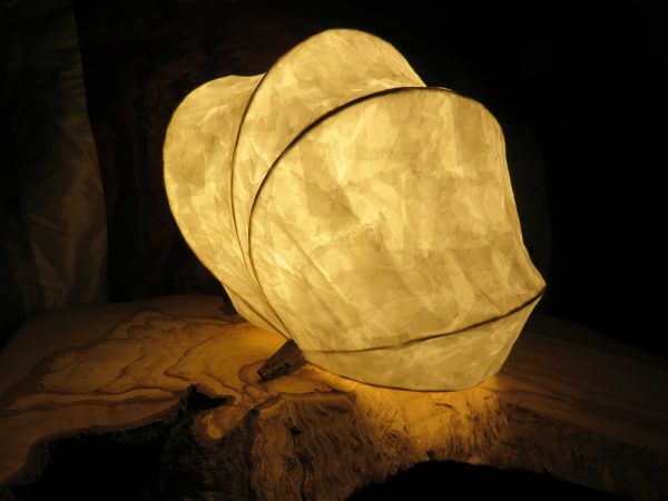 Fossil | LED Nature Light Fixture 3